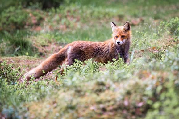 Red fox Estonia