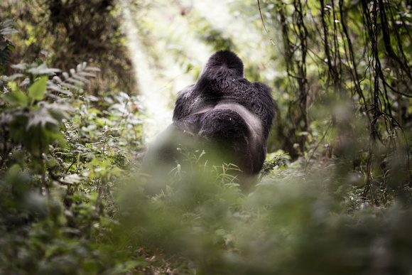 Silverback Mountain Gorilla Uganda