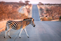 South Africa Kruger National Park